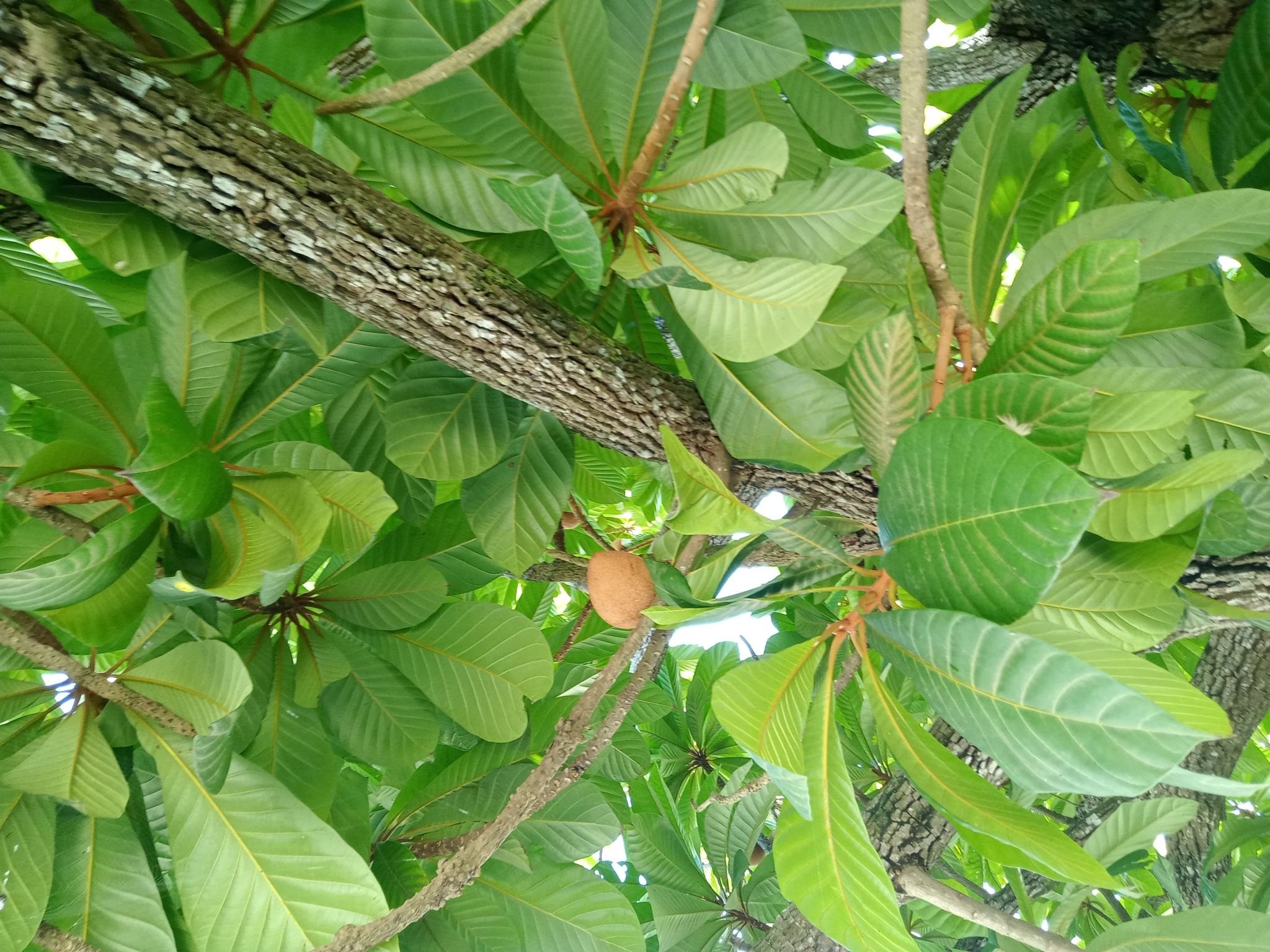 Pouteria sapota
